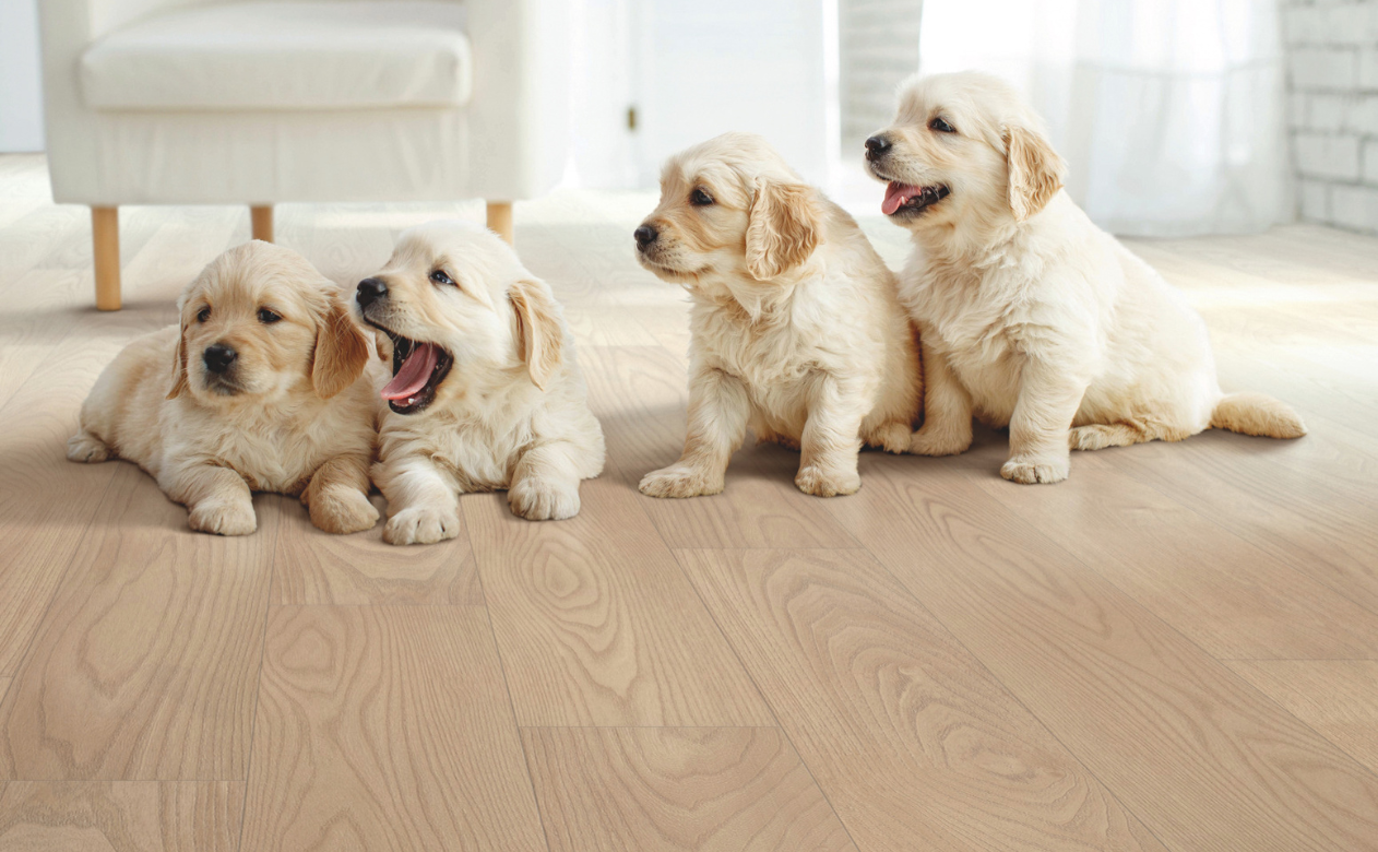 four puppies on wood-look flooring
