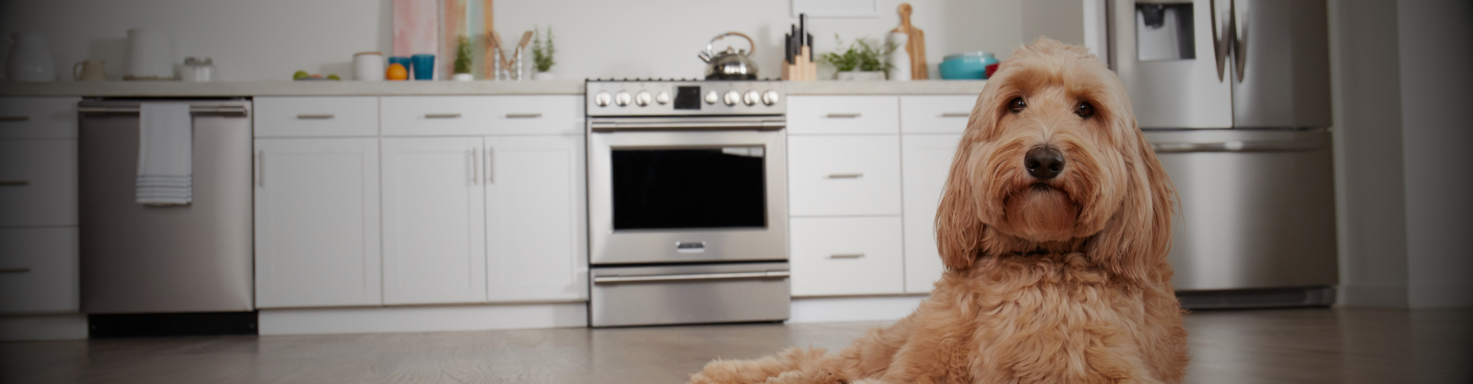Dog in a kitchen with lvp